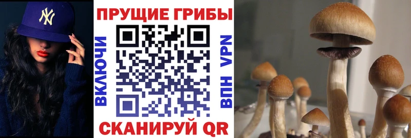 Галлюциногенные грибы Psilocybe  darknet как зайти  Рассказово  даркнет сайт 
